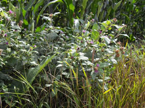 Arctium minus